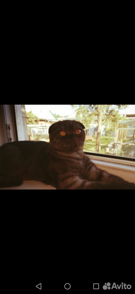 Шотландский кот окраса чёрный дым купить на Зозу.ру - фотография № 1