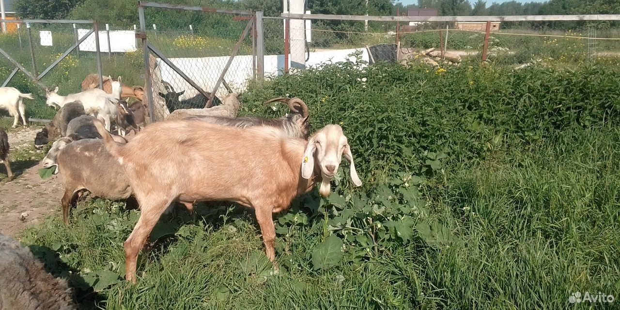 Поросята, овцы, козы. козел нубиец вязка купить на Зозу.ру - фотография № 2