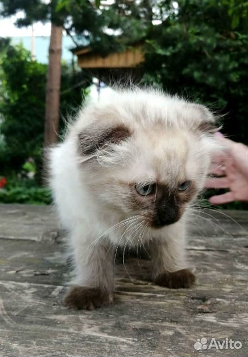 Вислоухий котик сиамского окраса купить на Зозу.ру - фотография № 4