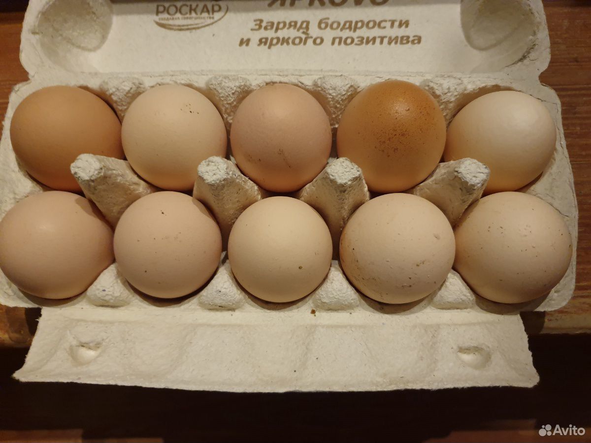 Яйца куринные домашние купить на Зозу.ру - фотография № 2