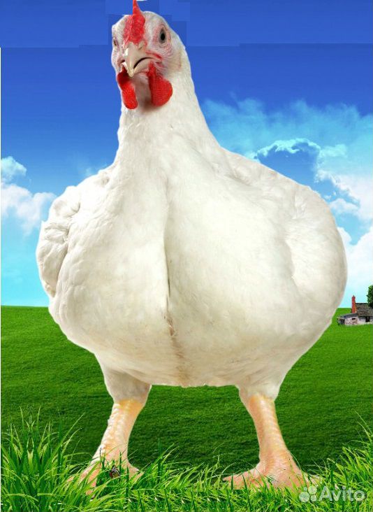 Бройлерные цыплята на забой вес от 1 3 кг. Оптом купить на Зозу.ру - фотография № 1