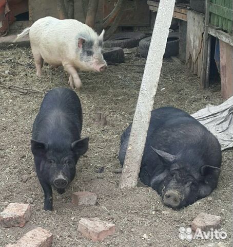 Вьетнамские свиньи, хряк, поросята купить на Зозу.ру - фотография № 1