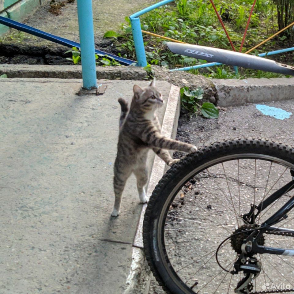 Котенок ждёт хозяиа купить на Зозу.ру - фотография № 3