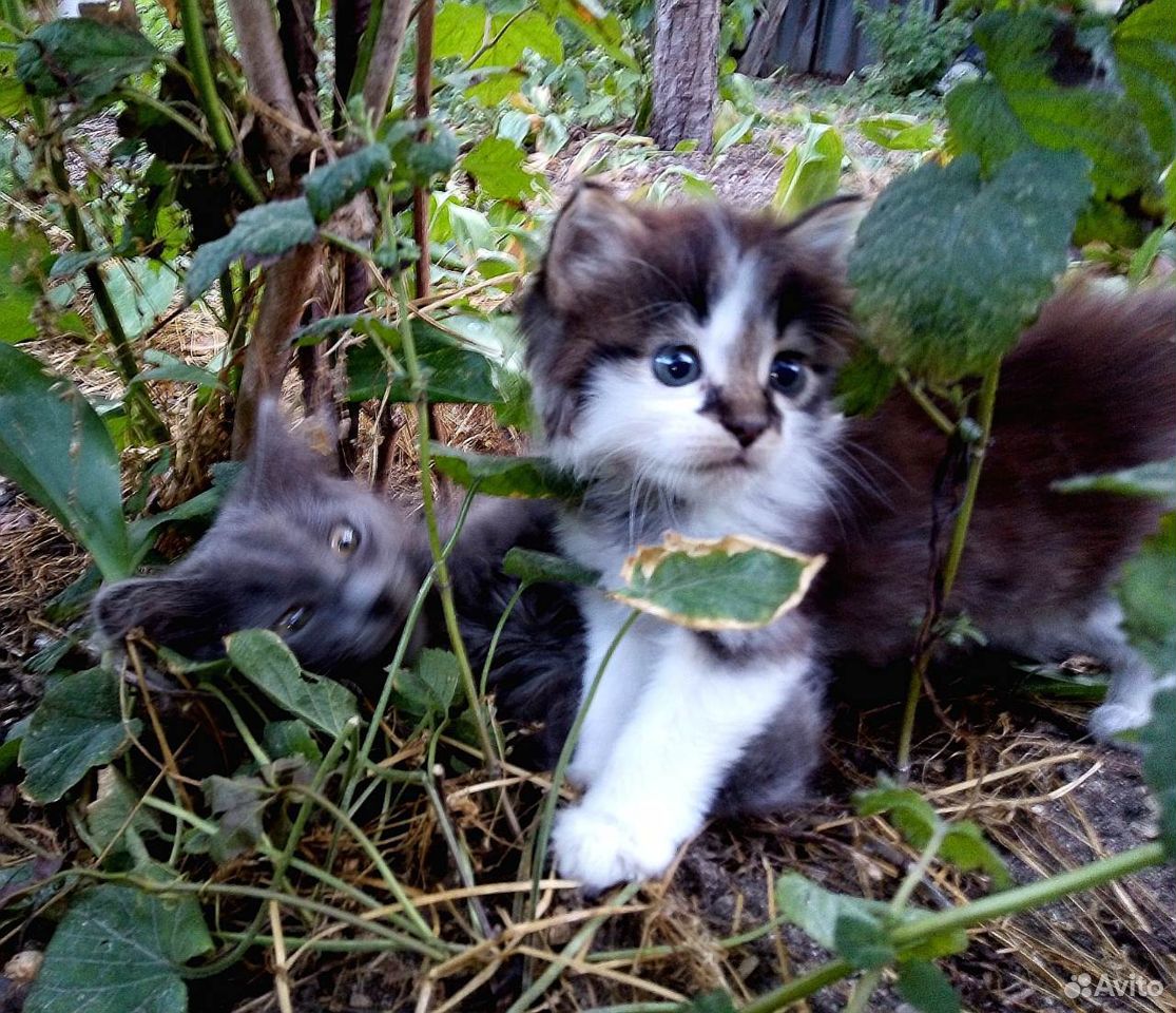 Отдам красивых котиков купить на Зозу.ру - фотография № 1
