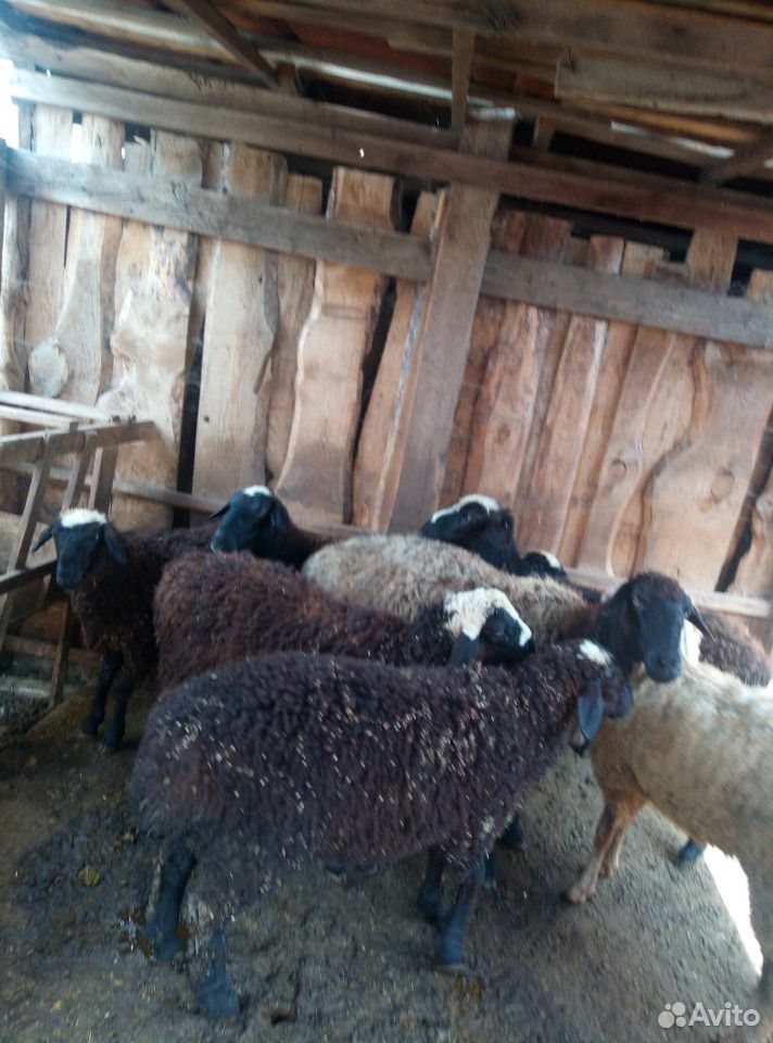 Тёлка и овцы купить на Зозу.ру - фотография № 6