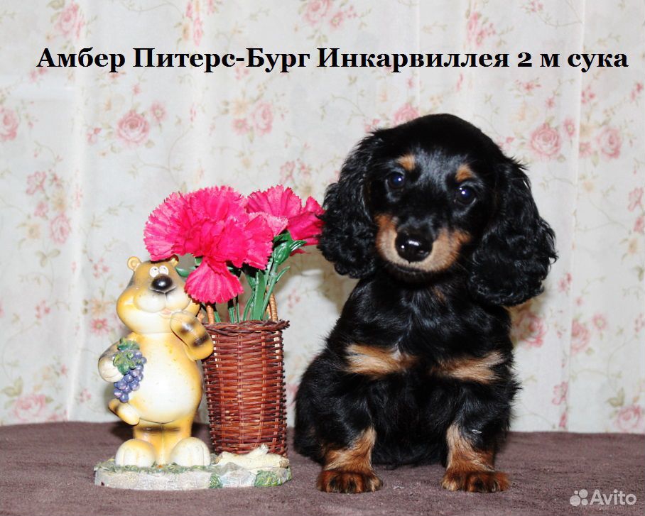 Длинношёрстные кролики/миники щенки таксы купить на Зозу.ру - фотография № 1
