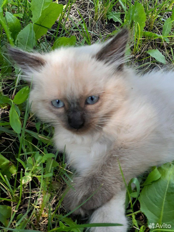 Очень милые котята :З купить на Зозу.ру - фотография № 1