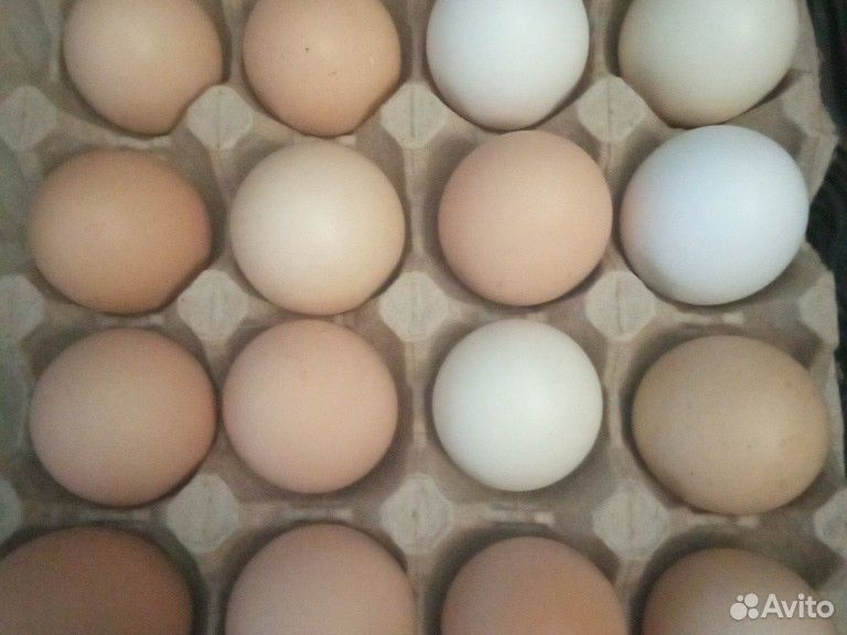Яйцо инкубационное куриное и индоутинное купить на Зозу.ру - фотография № 1