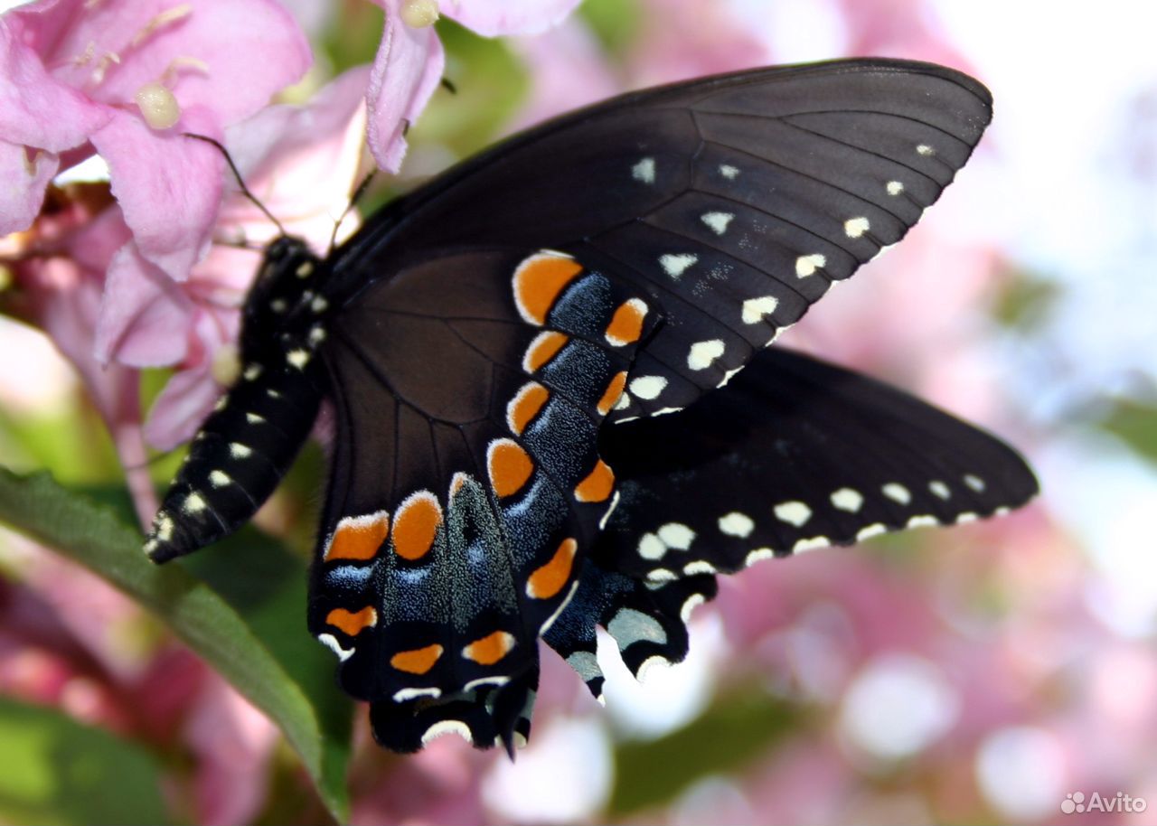 Куколки живых бабочек Papilio palinurus купить на Зозу.ру - фотография № 10