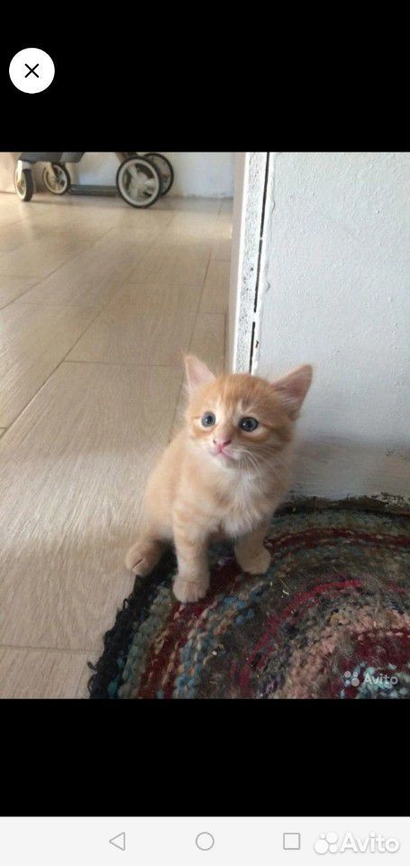 Красивые рыжие котята купить на Зозу.ру - фотография № 3