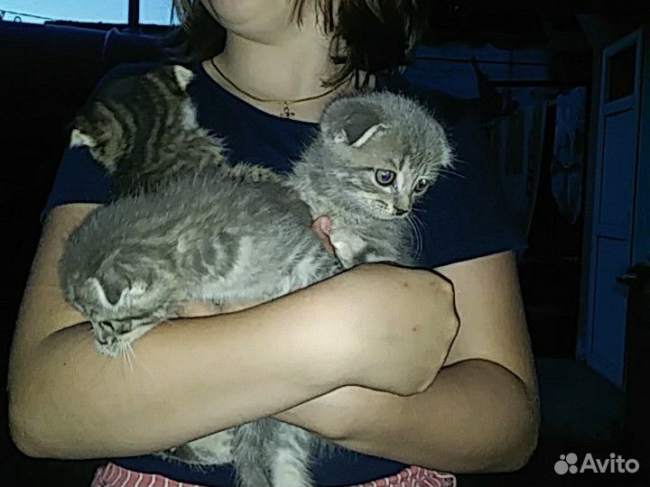 Кошки купить на Зозу.ру - фотография № 1