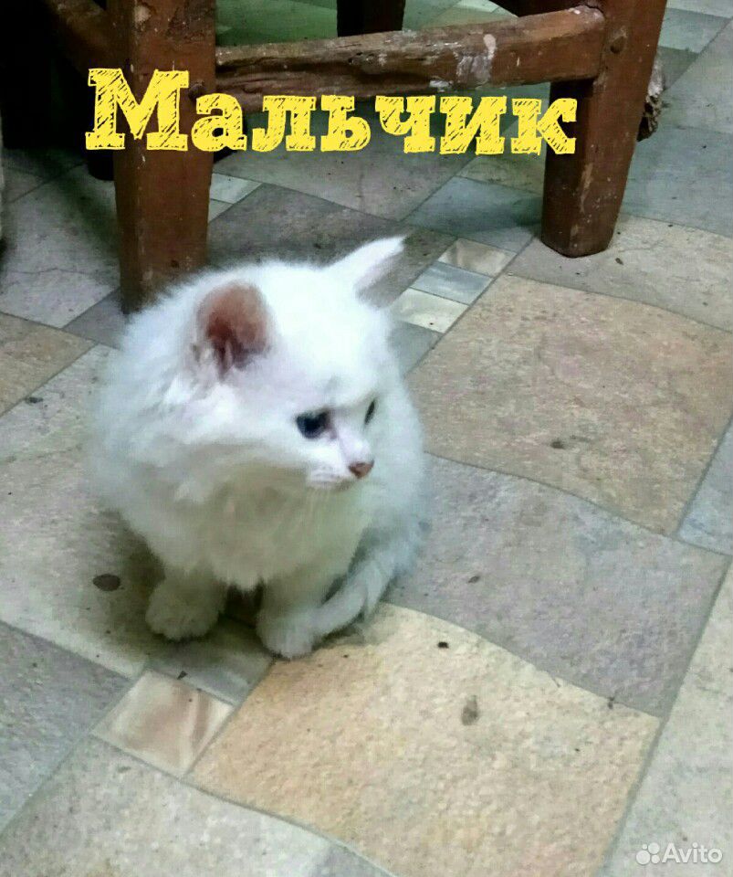 Котенок пушистик купить на Зозу.ру - фотография № 1
