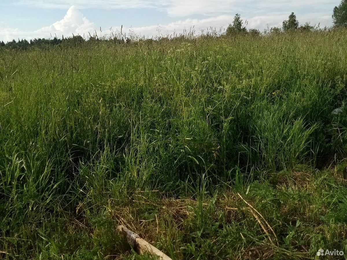 Луговая трава купить на Зозу.ру - фотография № 2