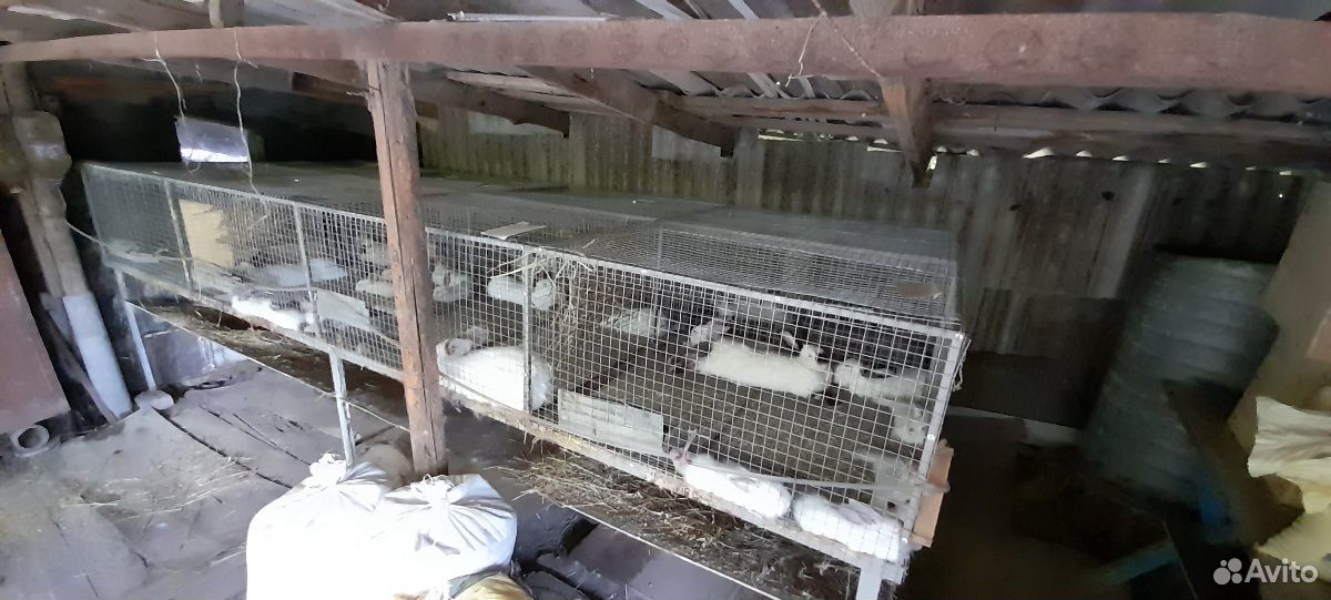 Кролики колифорнийские купить на Зозу.ру - фотография № 6