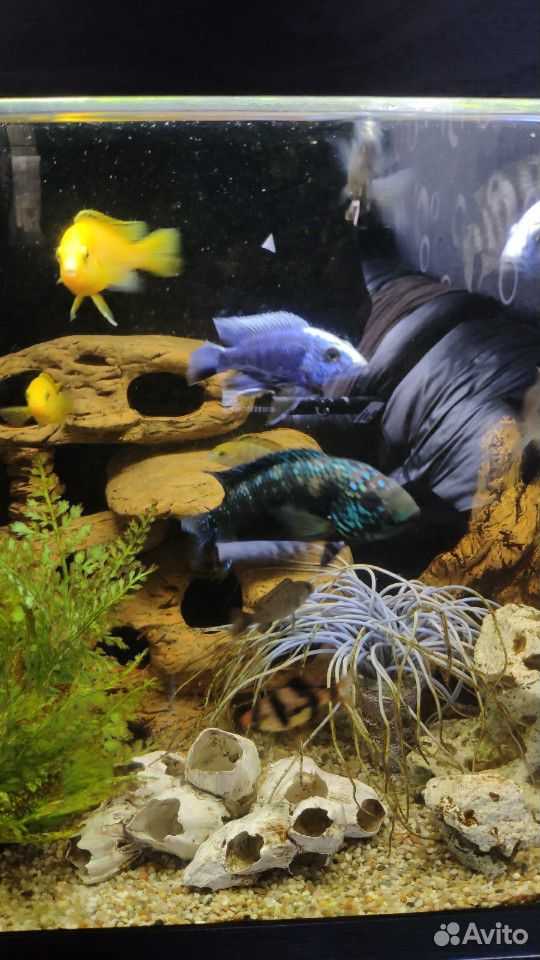 Аквариумные рыбы цихлиды купить на Зозу.ру - фотография № 4