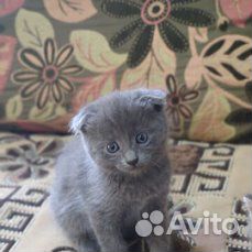 Котята от вислоухой кошки купить на Зозу.ру - фотография № 3