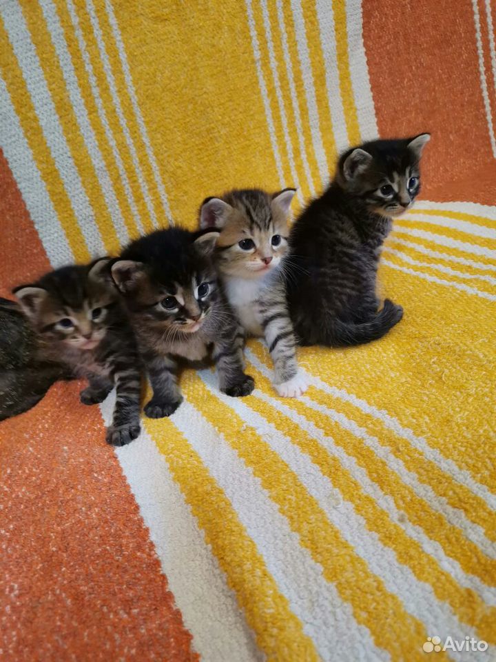 Веселые и ласковые котята ищут дом и хозяев купить на Зозу.ру - фотография № 6