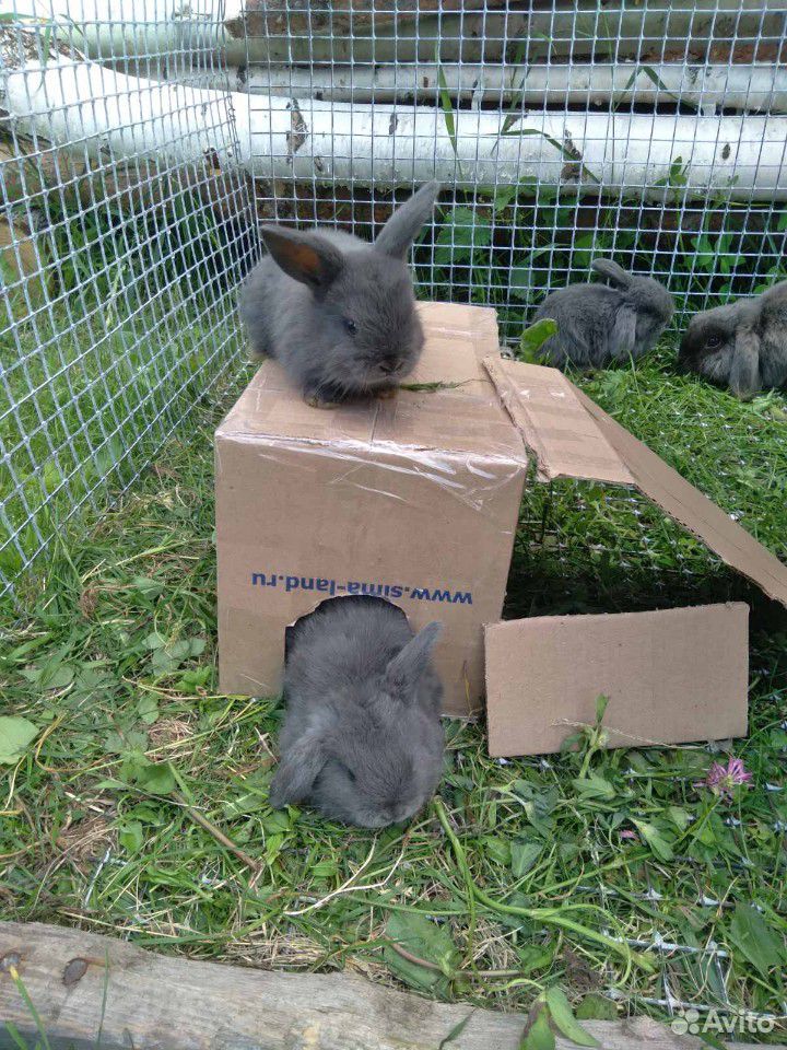 Продаются крольчата купить на Зозу.ру - фотография № 5