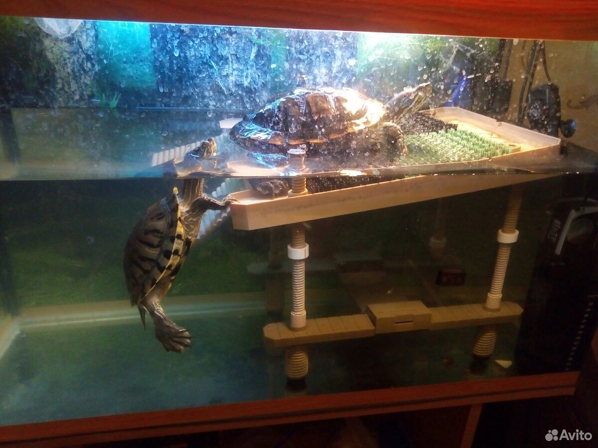 Черепахи с аквариумом купить на Зозу.ру - фотография № 1