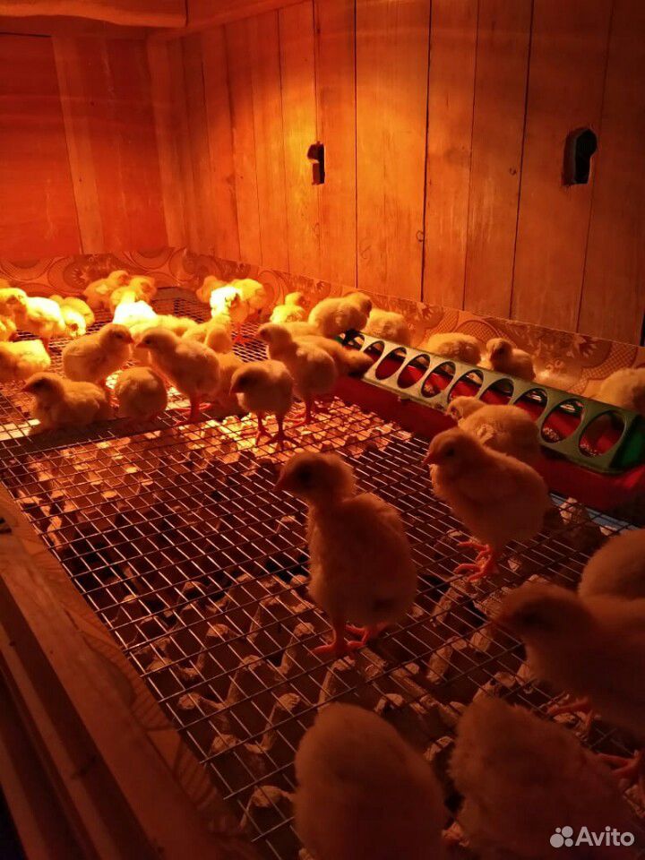 Индюшата и бройлерные цыплята купить на Зозу.ру - фотография № 2