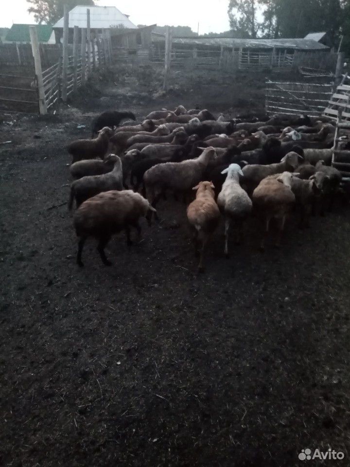 Продажа овец купить на Зозу.ру - фотография № 5