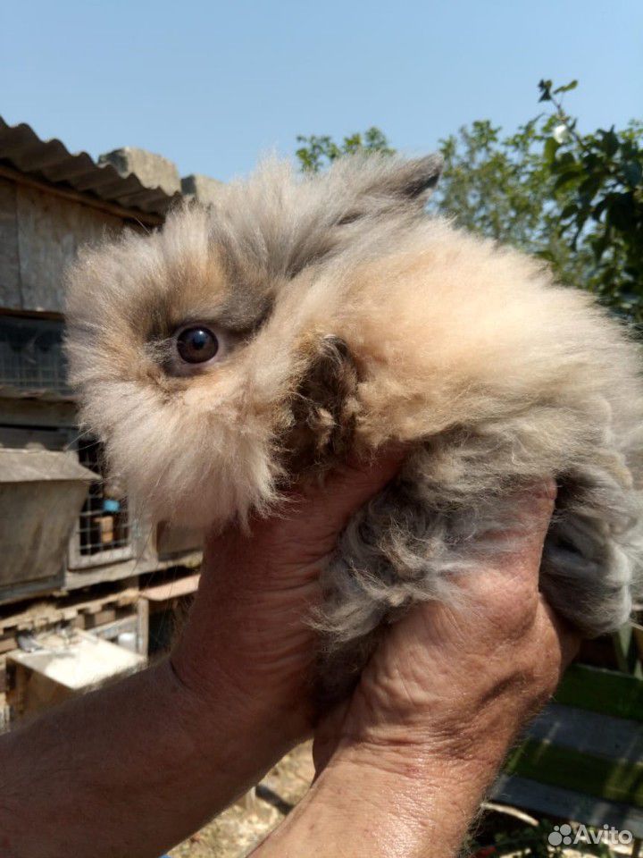 Голландские кролики купить на Зозу.ру - фотография № 1