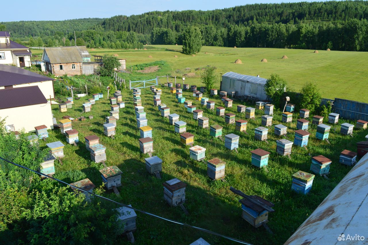 Продам цветочный мёд с личной пасеки купить на Зозу.ру - фотография № 7