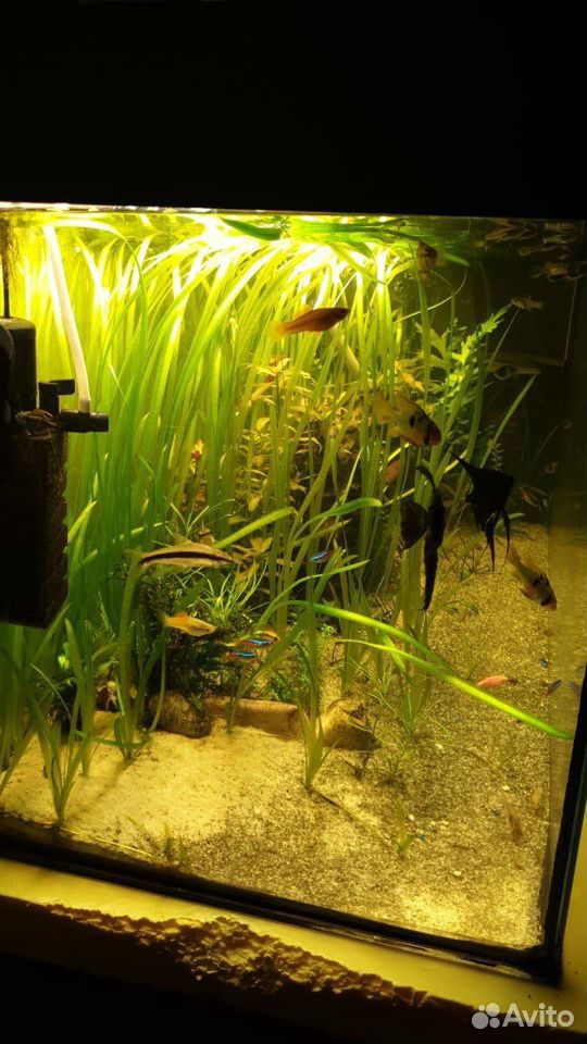 Продам аквариум Juwel Rio 180 с растениями и рыбам купить на Зозу.ру - фотография № 1