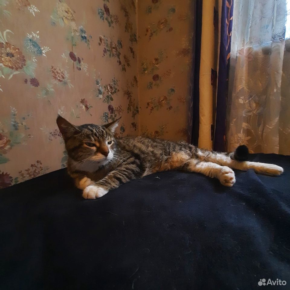 Нужен хозяин для кота купить на Зозу.ру - фотография № 2