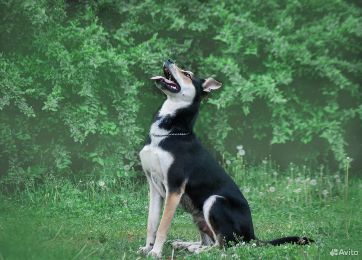 Барни-собака-компаньон, всего 1,5 года купить на Зозу.ру - фотография № 2