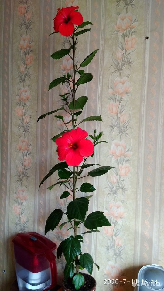 Китайская роза (Гибискус ) купить на Зозу.ру - фотография № 3