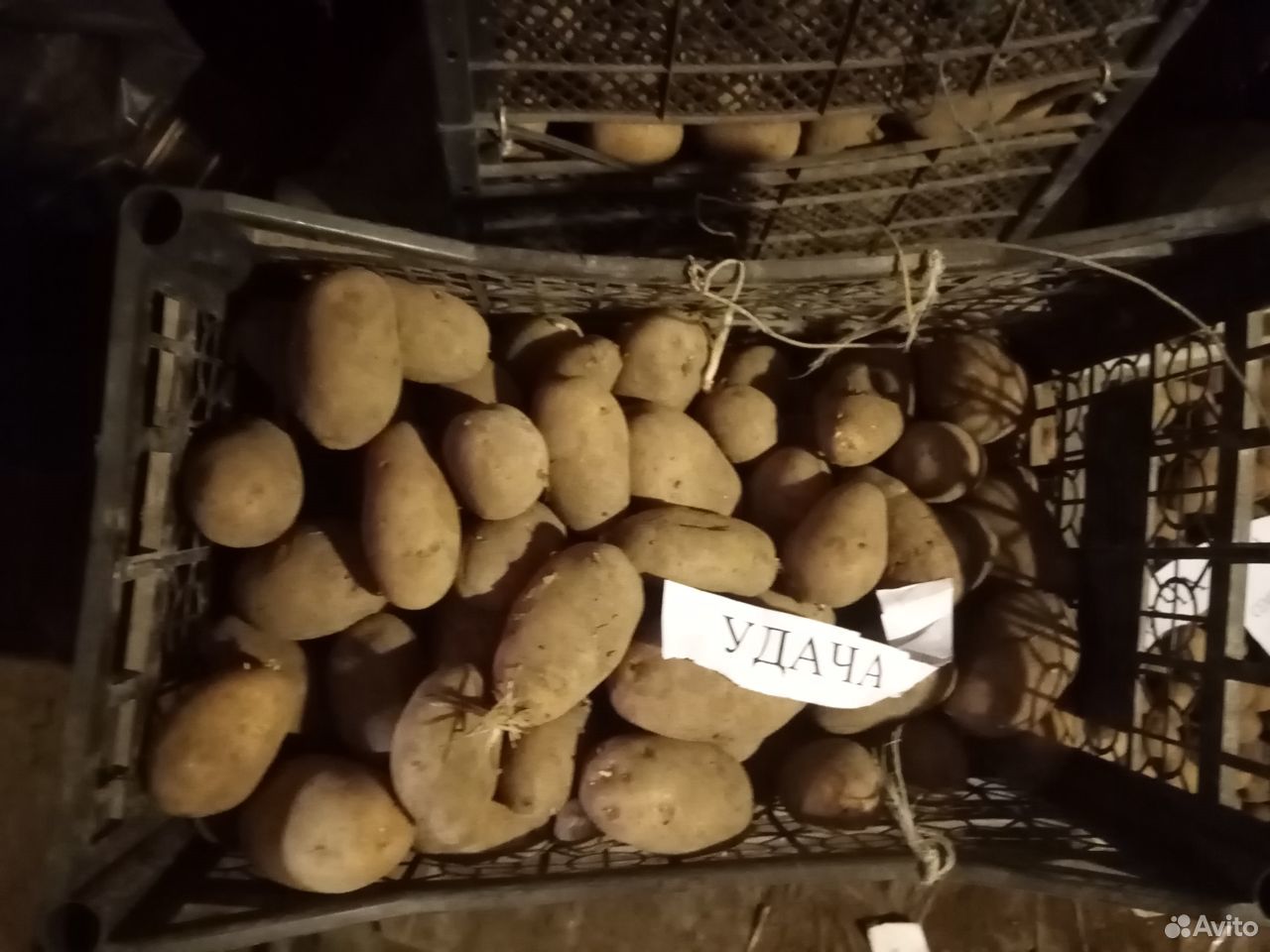 Картофель урожай 2019 (крупная) купить на Зозу.ру - фотография № 3