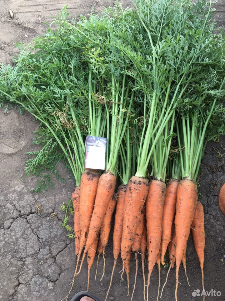 Картофель,Морковь,свекла,лук,капуста,арбуз купить на Зозу.ру - фотография № 4