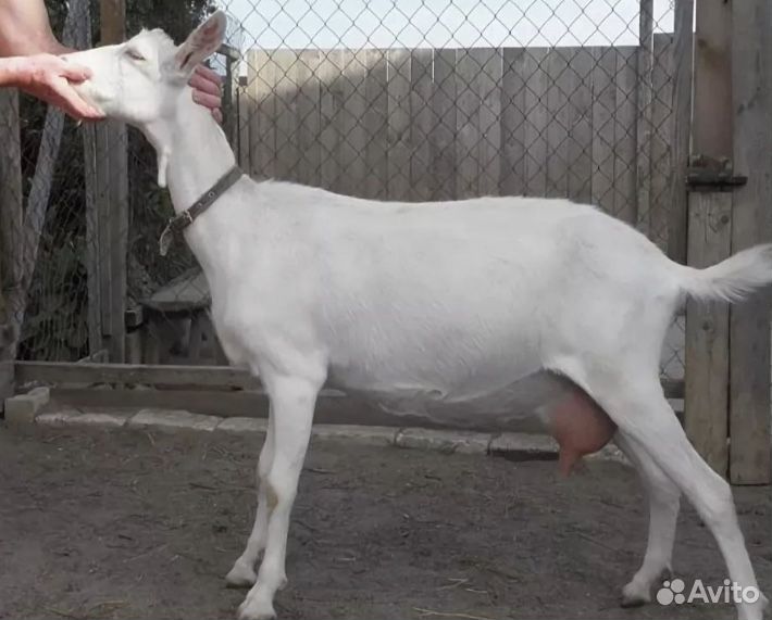 Дойная Покрытая коза даёт 5л Молока, три дойные ко купить на Зозу.ру - фотография № 2