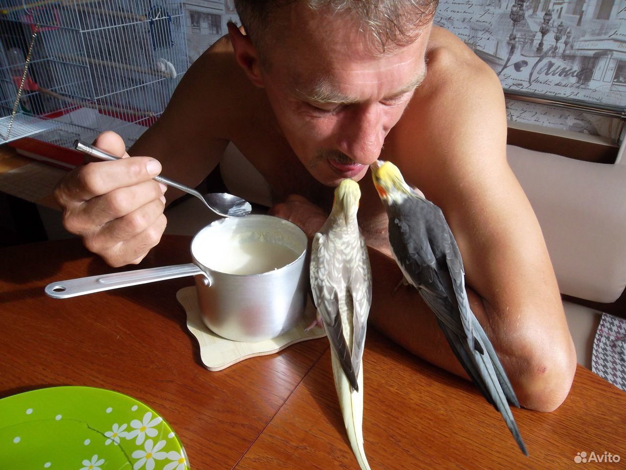 Попугаи корелла купить на Зозу.ру - фотография № 3