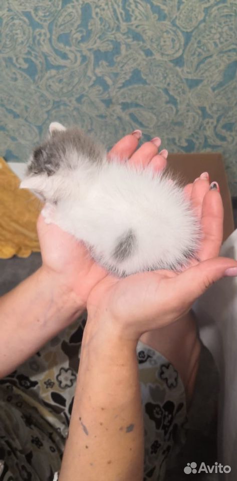 Кошечка найдёныш 1 месяц купить на Зозу.ру - фотография № 2