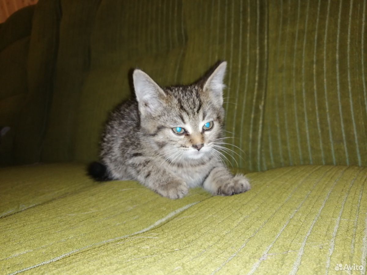 Очень красивые котята в добрые руки купить на Зозу.ру - фотография № 9
