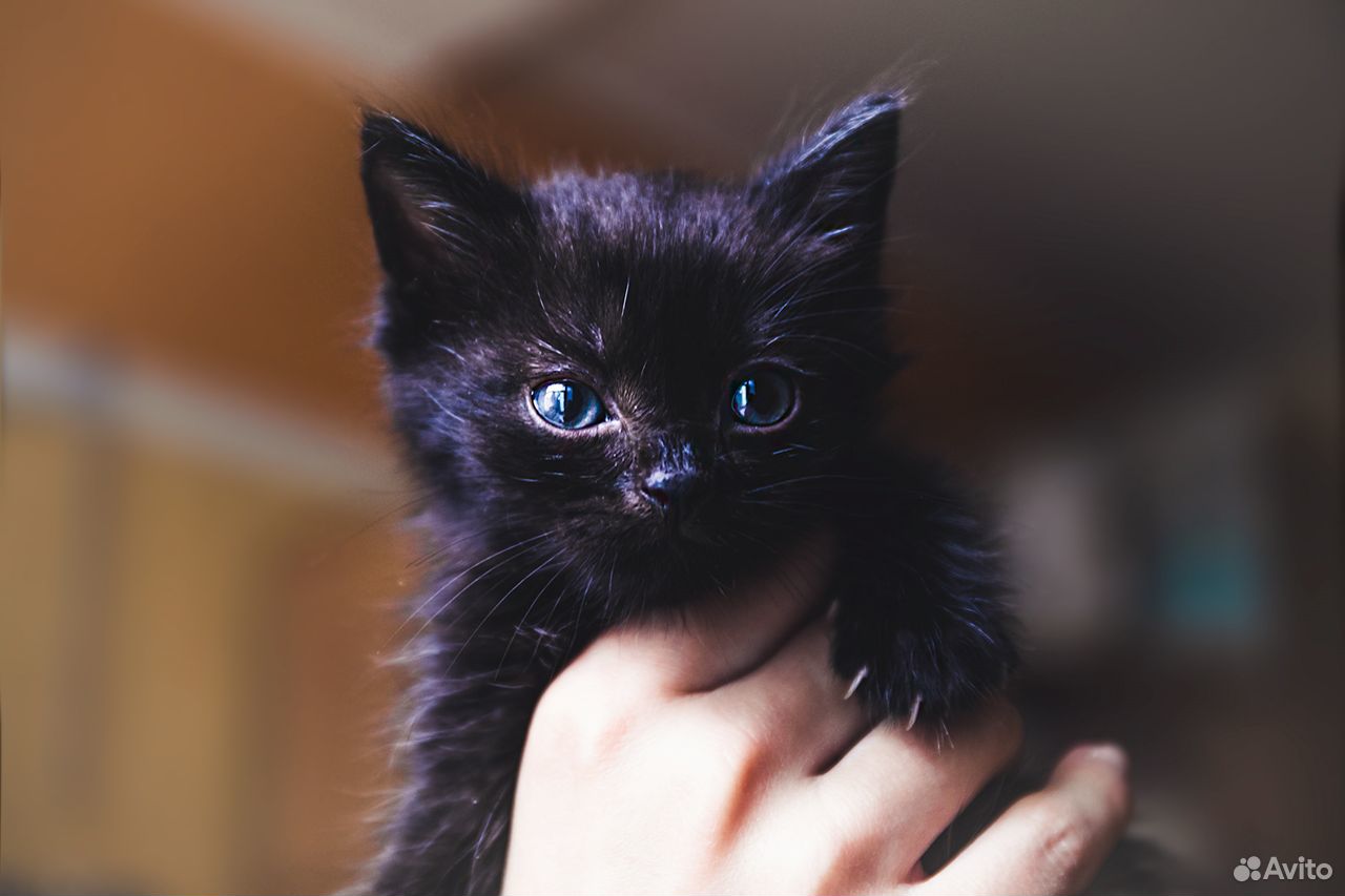 В добрые руки котенок котик купить на Зозу.ру - фотография № 2