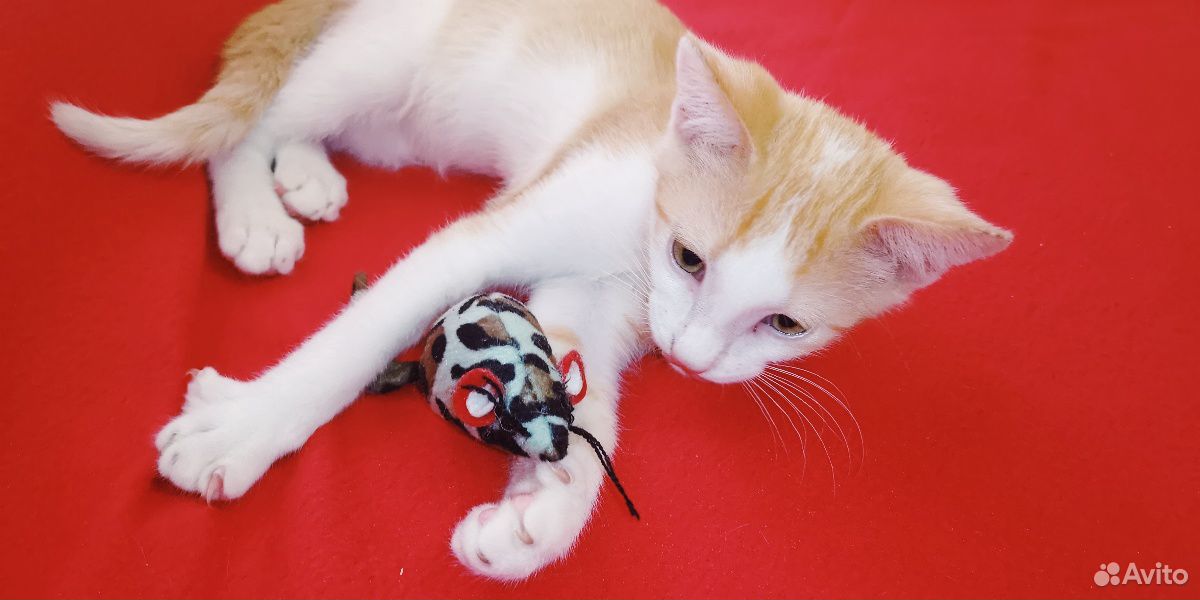 Рыжий котенок - к счастью в доме купить на Зозу.ру - фотография № 1