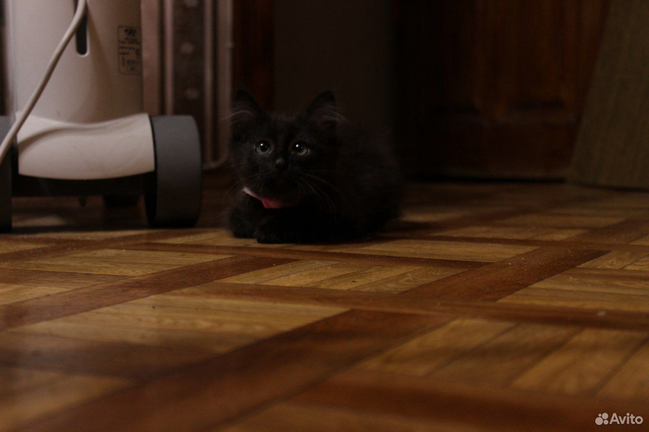Отдам черного котенка купить на Зозу.ру - фотография № 2