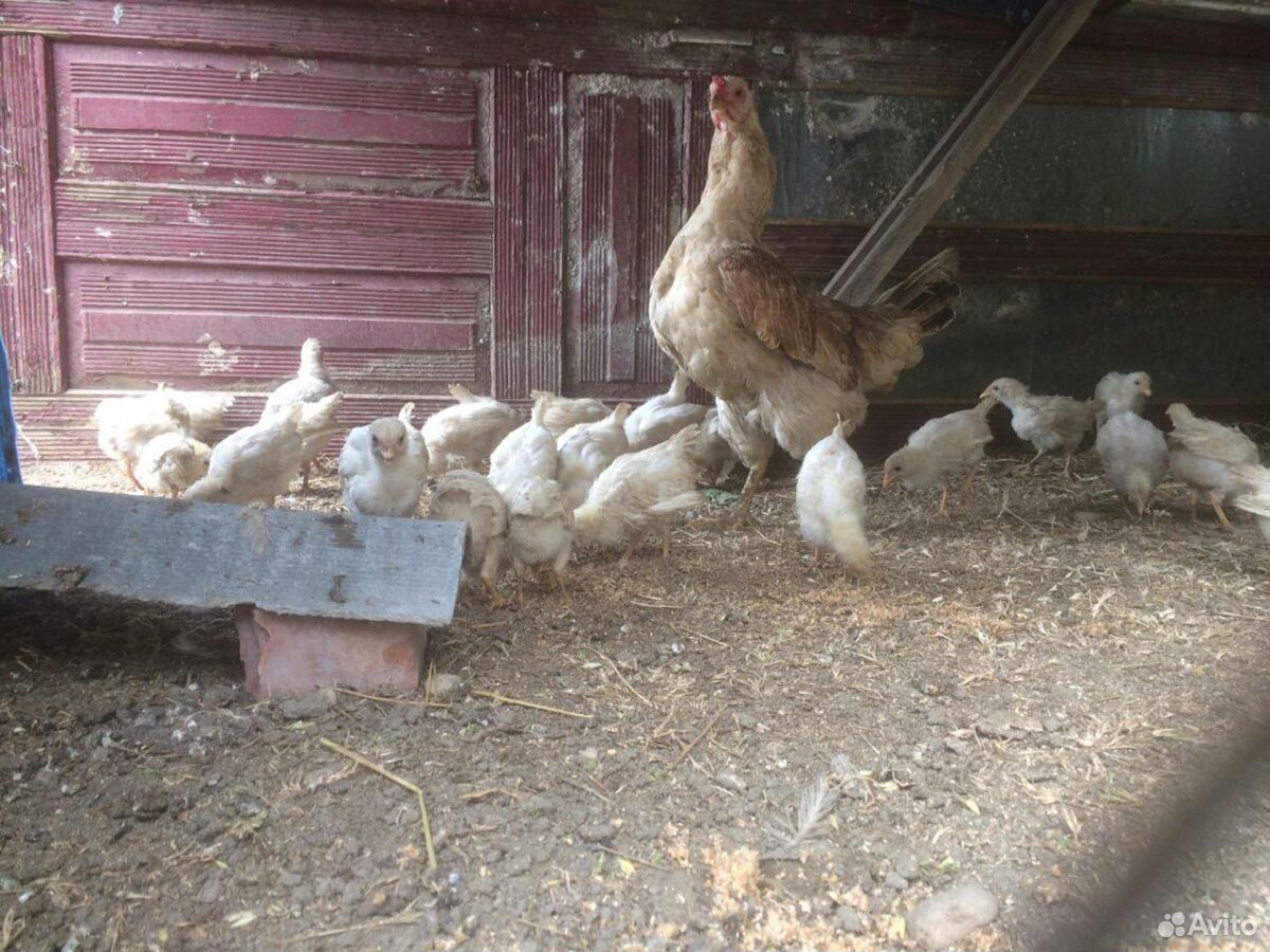 Курица с 50 цыплятами купить на Зозу.ру - фотография № 1