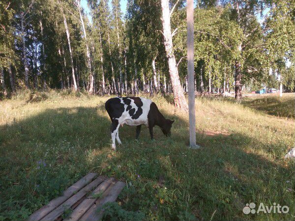Дойные коровы купить на Зозу.ру - фотография № 1