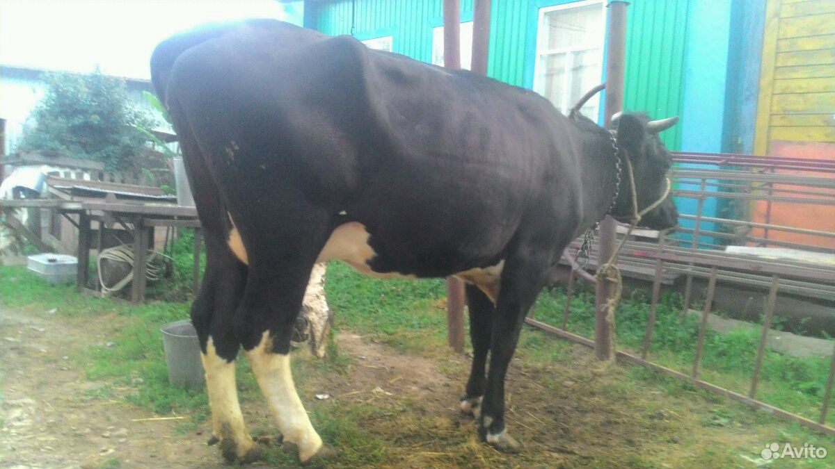 Корова стельная купить на Зозу.ру - фотография № 2