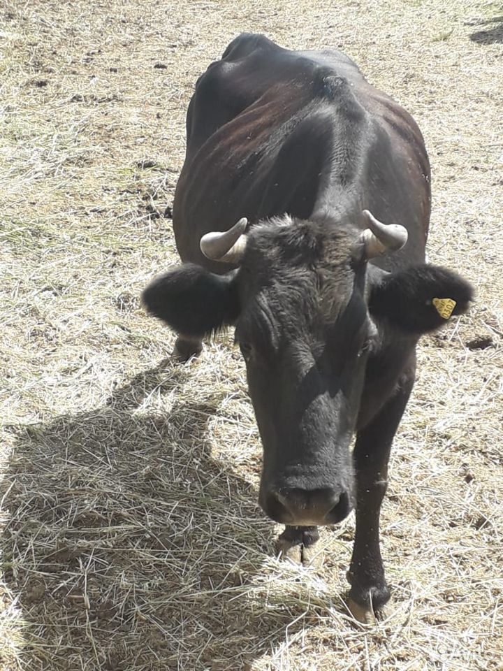 Продам быков,коров купить на Зозу.ру - фотография № 5