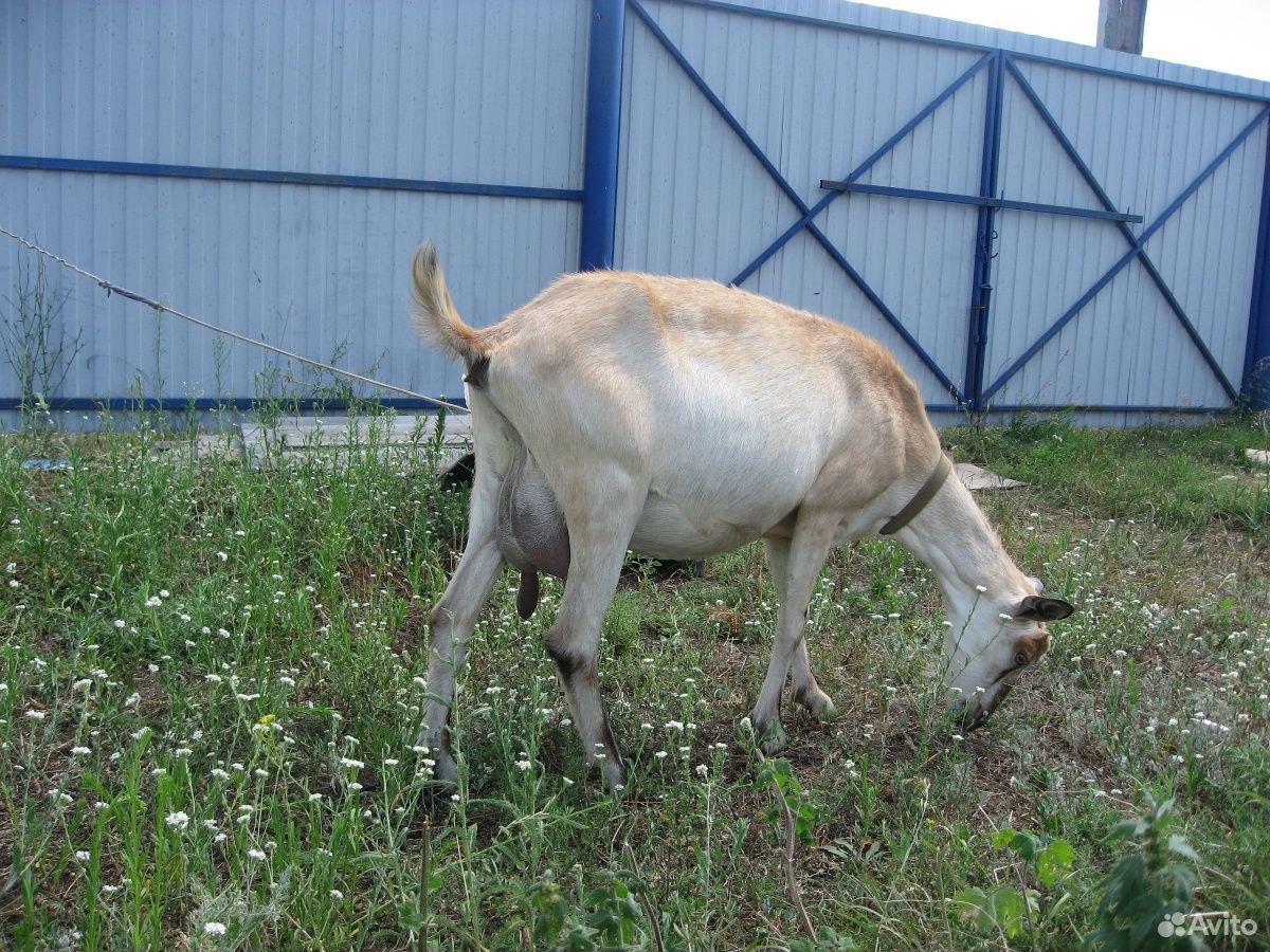 Перспективная коза(дойная) купить на Зозу.ру - фотография № 2