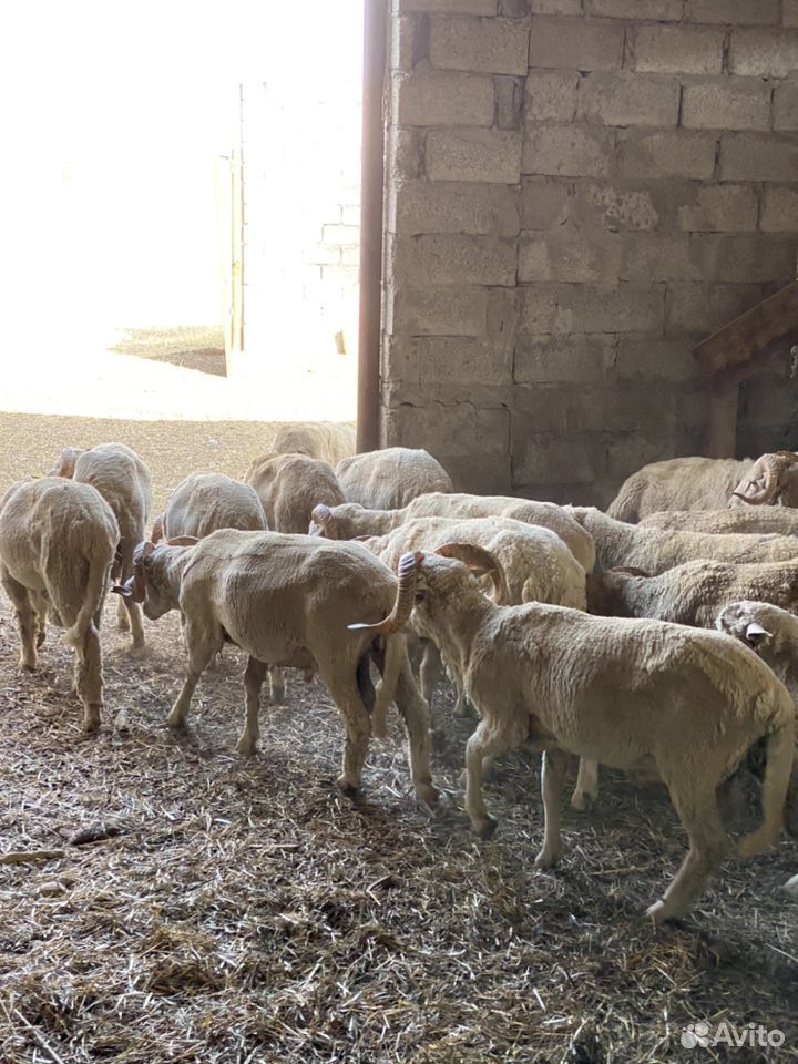 Бараны овцы купить на Зозу.ру - фотография № 8