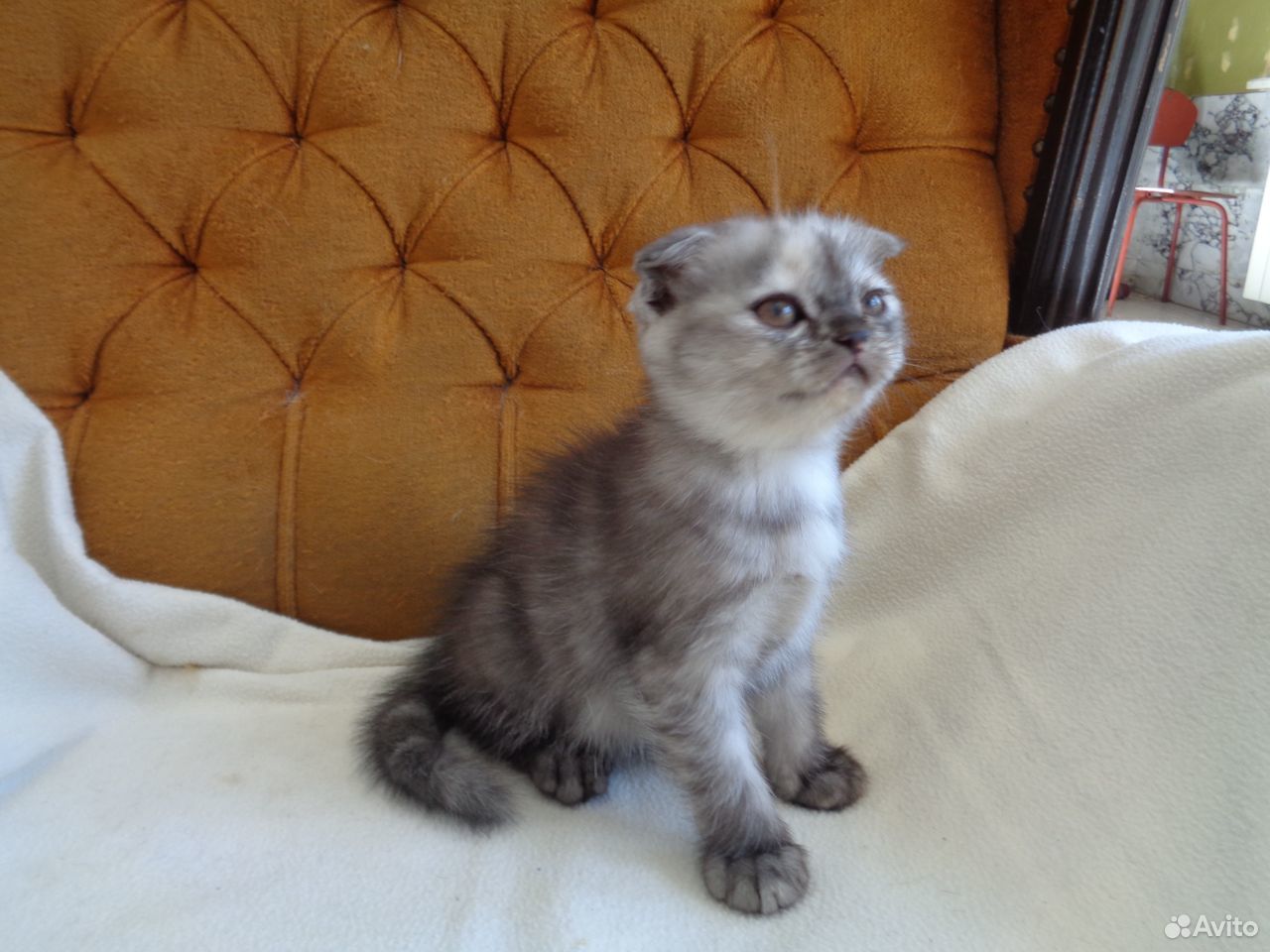 Продам британского котенка купить на Зозу.ру - фотография № 4