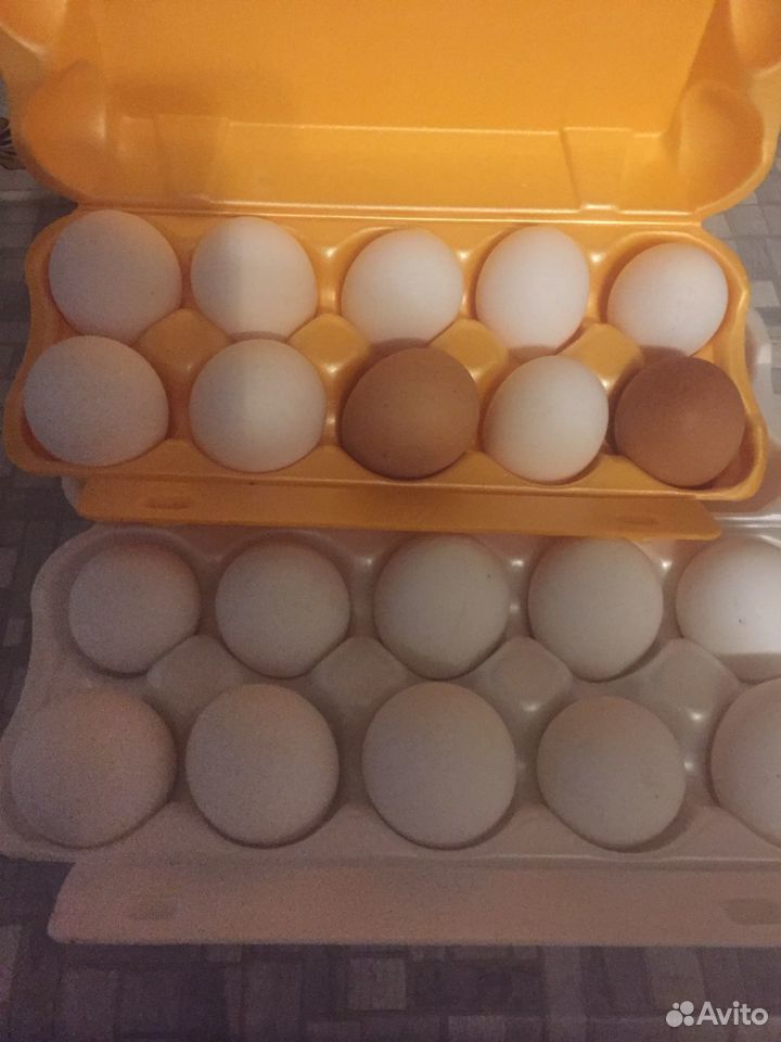 Яйцо пищевое купить на Зозу.ру - фотография № 1