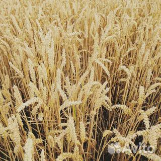 Пшеница белая купить на Зозу.ру - фотография № 1