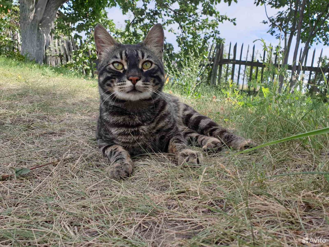 Котик в добрые руки купить на Зозу.ру - фотография № 1